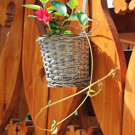 Pensionat Wincentowka W Sercu Uzdrowiska